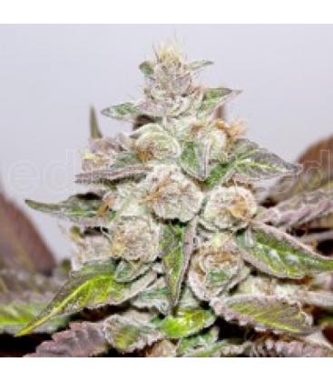 MEDICAL SEEDS - MENDOCINO PURPLE KUSH FEM