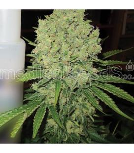 MEDICAL SEEDS - PROZACK FEM