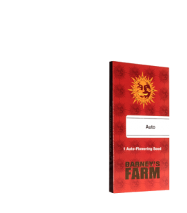 BARNEY'S FARM - MIMOSA X ORANGE PUNCH AUTO