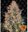 BARNEY'S FARM - BUBBA KUSH FEM
