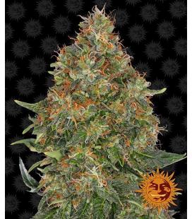 BARNEY'S FARM - PINEAPPLE EXPRESS AUTO