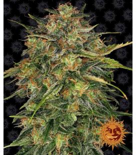 BARNEY'S FARM - CHEESE FEM