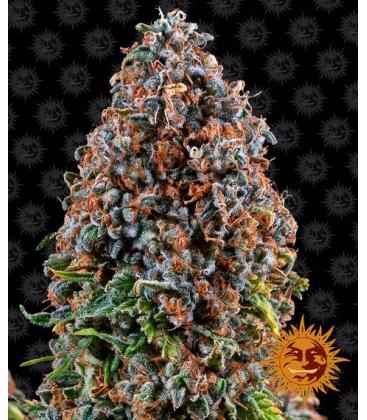 BARNEY'S FARM - CRITICAL KUSH FEM