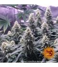 BARNEY'S FARM - CRITICAL KUSH FEM