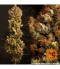 BARNEY'S FARM - CRITICAL KUSH FEM