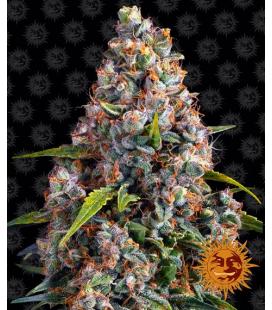 BARNEY'S FARM - STRAWBERRY CHEESECAKE AUTO
