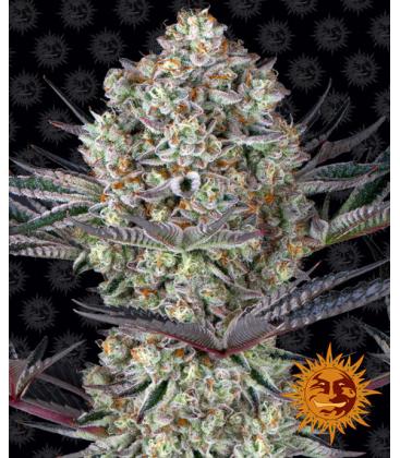 BARNEY'S FARM - DOS SI DOS 33 FEM