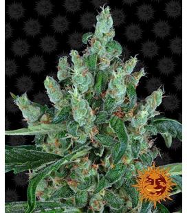 BARNEY'S FARM - LAUGHING BUDDHA FEM