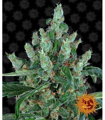 BARNEY'S FARM - LAUGHING BUDDHA FEM