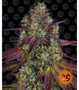 BARNEY'S FARM - MIMOSA EVO FEM