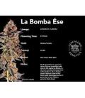 COMPOUND GENETICS - LA BOMBA FEM