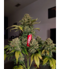 FAST BUDS - AFGHAN KUSH AUTO