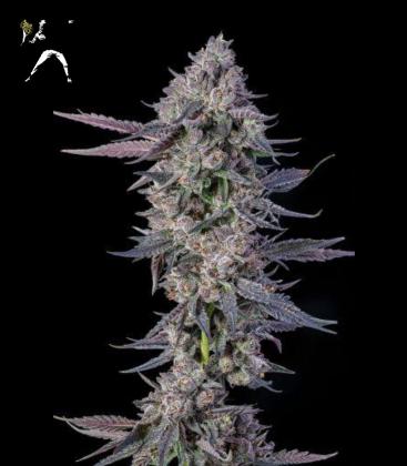 COMPOUND GENETICS - EL VALLE HAZE FEM