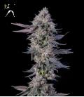 COMPOUND GENETICS - EL VALLE HAZE FEM