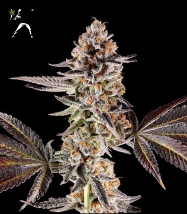 COMPOUND GENETICS - LA BOMBA FEM