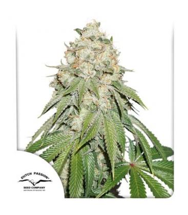 DUTCH PASSION - BANANA BLAZE FEM