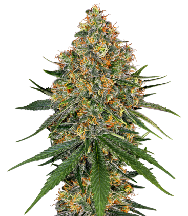 WHITE LABEL - WHITE SKUNK FEMINIZED