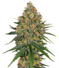 WHITE LABEL - WHITE SKUNK FEMINIZED