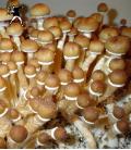 Siringa di Spore Cambodian (20ml)