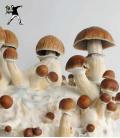 Psilocybe Cubensis B+ Spore Vial (10 ml)