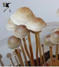 Fiala di Spore Sclerotia Georgia (10ml)