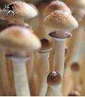 Treasure Coast Spore Vial (10ml)