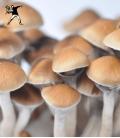 Mckennaii Spore Vial (10ml)