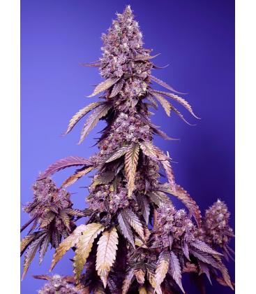 SWEET SEED - BLACK MUFFIN FEM - F1 FAST VERSION