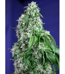 SWEET SEEDS - BIG DEVIL FEM - F1 FAST VERSION