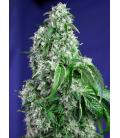 SWEET SEEDS - BIG DEVIL FEM - F1 FAST VERSION