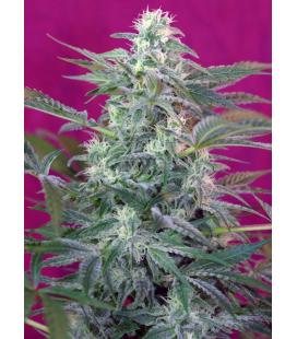 SWEET SEEDS - BIG FOOT FEM