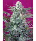 SWEET SEEDS - BIG FOOT FEM