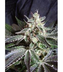 SWEET SEEDS - BLACK JACK FEM