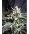 SWEET SEEDS - BLACK JACK FEM