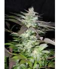 SWEET SEEDS - BLACK JACK FEM