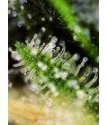 SWEET SEEDS - BLACK JACK FEM