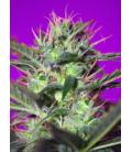 SWEET SEEDS - BOTAFUMEIROS FEM