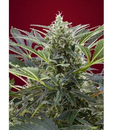 SWEET SEEDS - CREAM 47 FEM