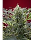 SWEET SEEDS - CREAM 47 FEM