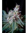 SWEET SEEDS - CREAM CARAMEL FEM - F1 FAST VERSION