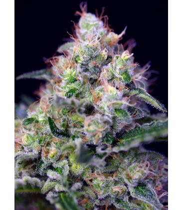 SWEET SEEDS - CREAM CARAMEL FEM