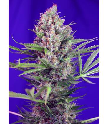 SWEET SEEDS - BOTAFUMEIROS FEM