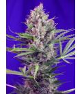 SWEET SEEDS - BOTAFUMEIROS FEM