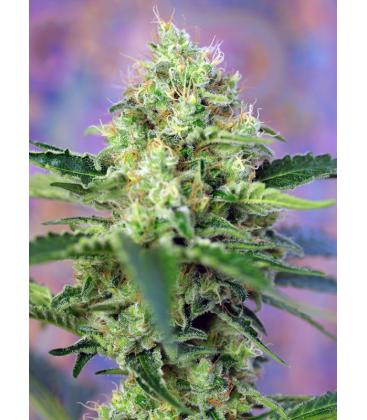 SWEET SEEDS - CRYSTAL CANDY FEM