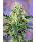 SWEET SEEDS - CRYSTAL CANDY FEM