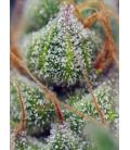 SWEET SEEDS - CRYSTAL CANDY FEM