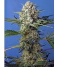 SWEET SEEDS - CRYSTAL CANDY FEM