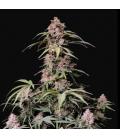 FAST BUDS - AMNESIA ZKITTLEZ AUTO