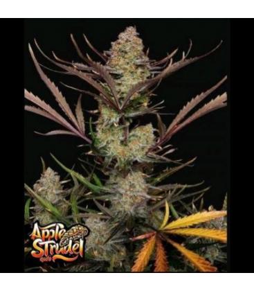 NEW - FAST BUDS - APPLE STRUDEL AUTO