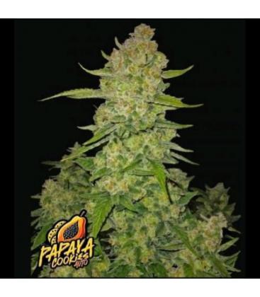 NEW - FAST BUDS - PAPAYA COOKIES AUTO